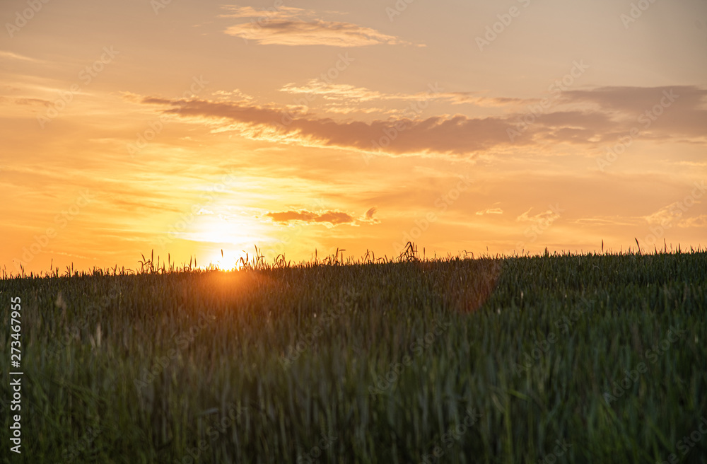 Sonnenuntergang über dem Feld