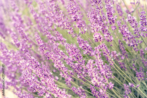 Blooming lavender background