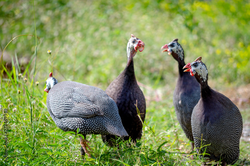Four Helmeted guinea fowl birds Shocked showing on grass field