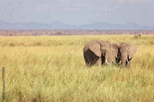 2 Young African Elephants, Loxodonta, on the plains of Amboselli