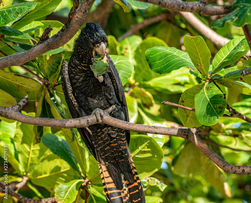 Red-tailed black cockatoo photo
