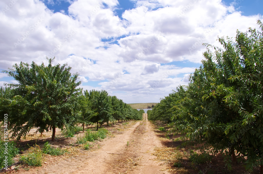 almond orchard at south of Portugal