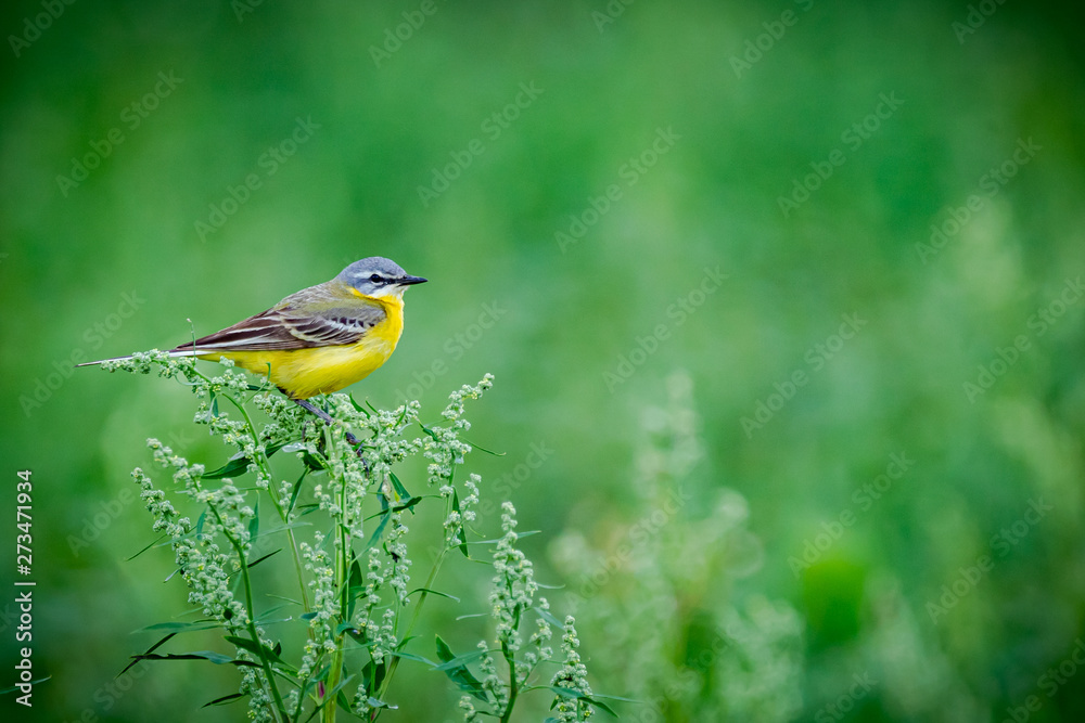 Small bird in natural environment Small bird in natural environment