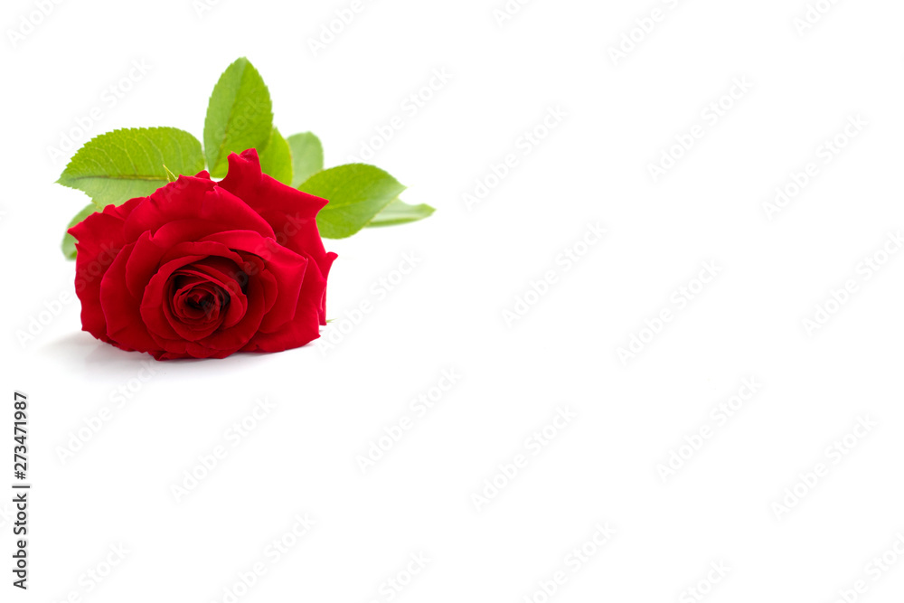Fototapeta premium red rose isolated on white background