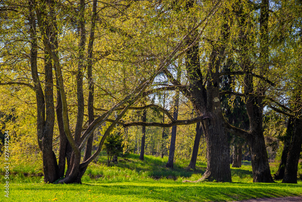 Spring Park in sunny weather. Sunny park. Green Park. Young greens. Background spring green park.