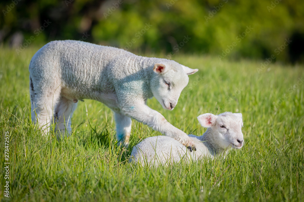Obraz premium Wake up little lamb