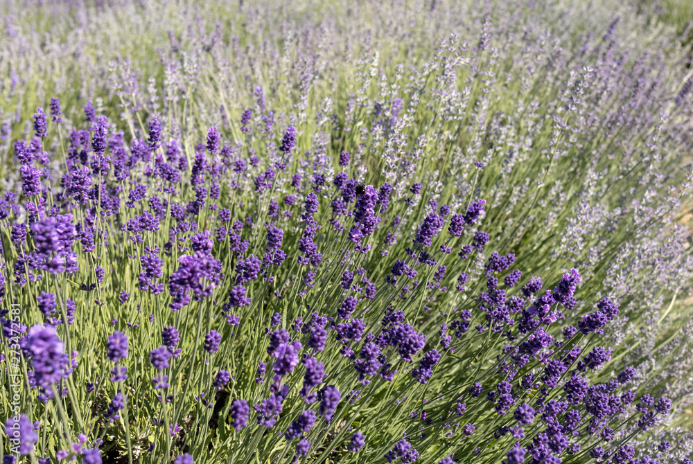 Naklejka premium the blooming lavender flowers in Provence, near Sault, France