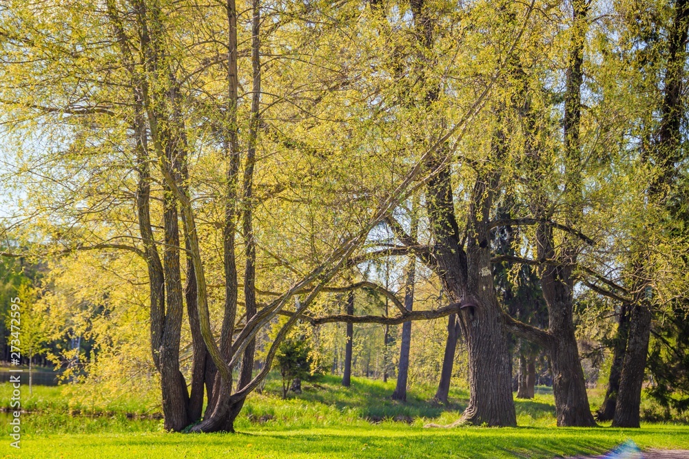 Spring Park in sunny weather. Sunny park. Green Park. Young greens. Background spring green park.