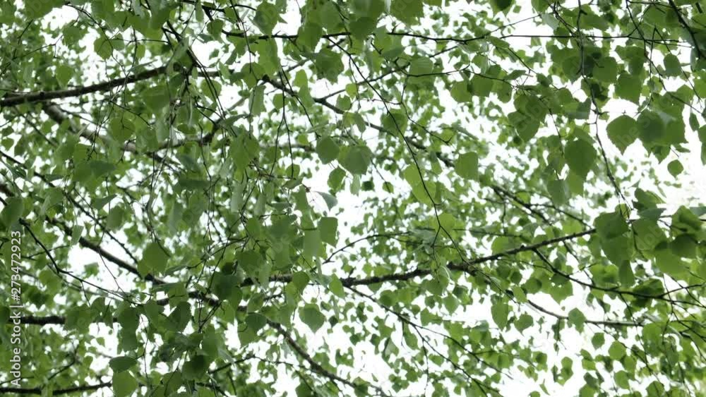 Beautiful leaves in the wind close up. Birch leaves on a tree