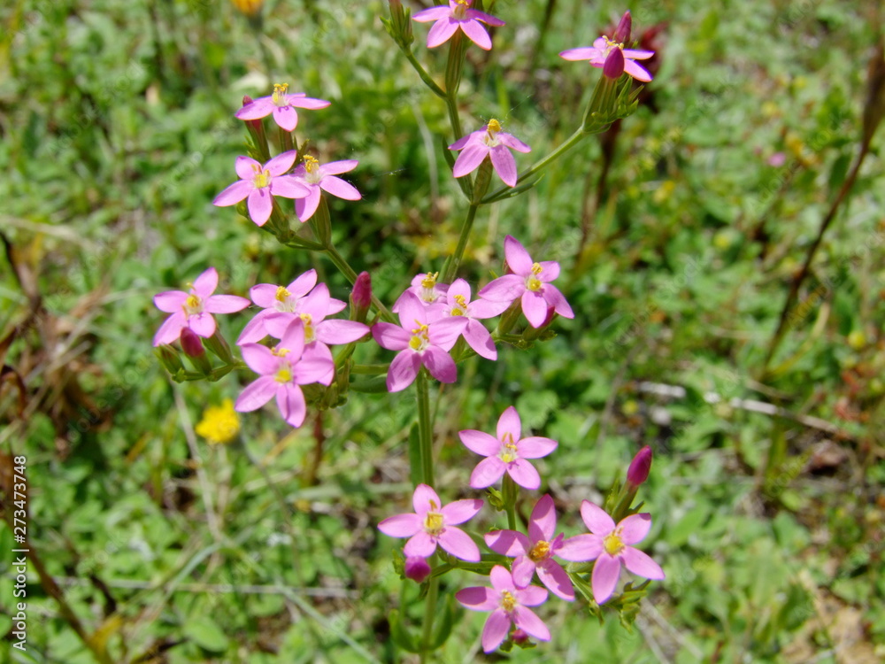 pink flowers in garden