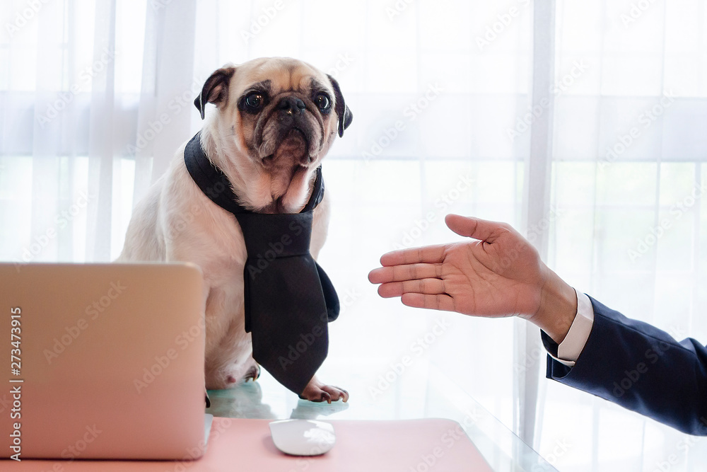 Cute business pug dog with necktie ignore to handshake with young handsome  business man. Animal face expression emotions. Boring business concept.  Stock Photo | Adobe Stock