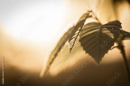 Foto close up of green leaves / leaf in light in blurred dark brown background, desig