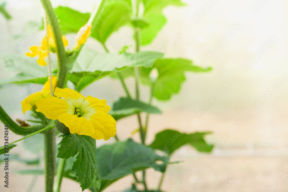 Fototapeta Melon flower, melon plant growing in organic garden