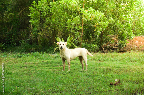 standing puppy labrador in garden