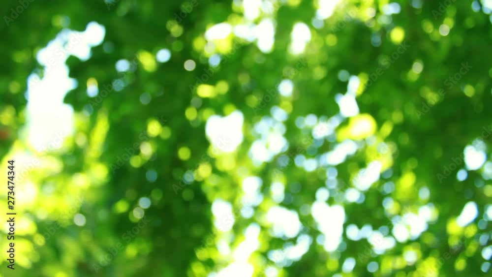Defocus and blur the green foliage of trees and sunlight. Blinking bokeh from the wind blows. Beautiful sunny day in the forest Defocus and blur the green foliage of trees and sunlight. Blinking bokeh from the wind blows. Beautiful sunny day in the forest