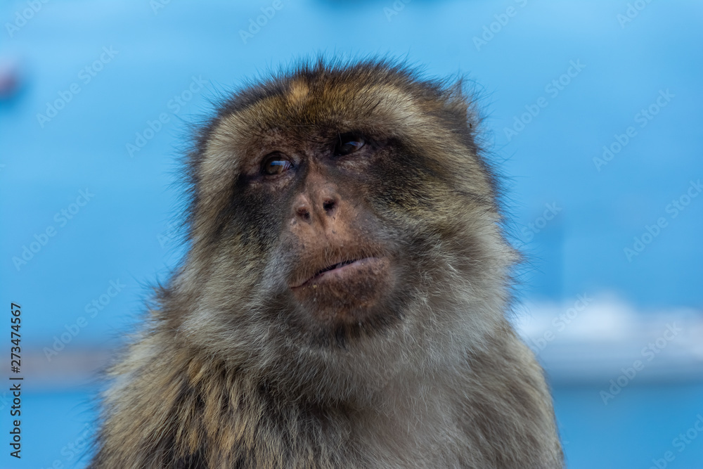 Fototapeta premium Singe de Gilbraltard
