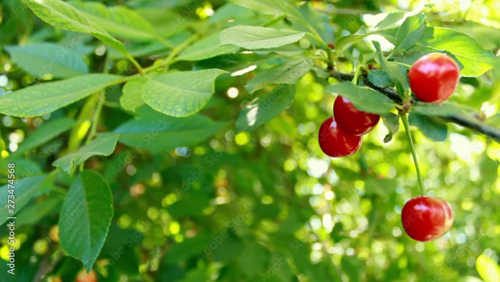 Beautiful red cherry berries and green leaves. Blinking bokeh from the wind blows. Beautiful sunny day in the forest Beautiful red cherry berries and green leaves. Blinking bokeh from the wind blows. Beautiful sunny day in the forest