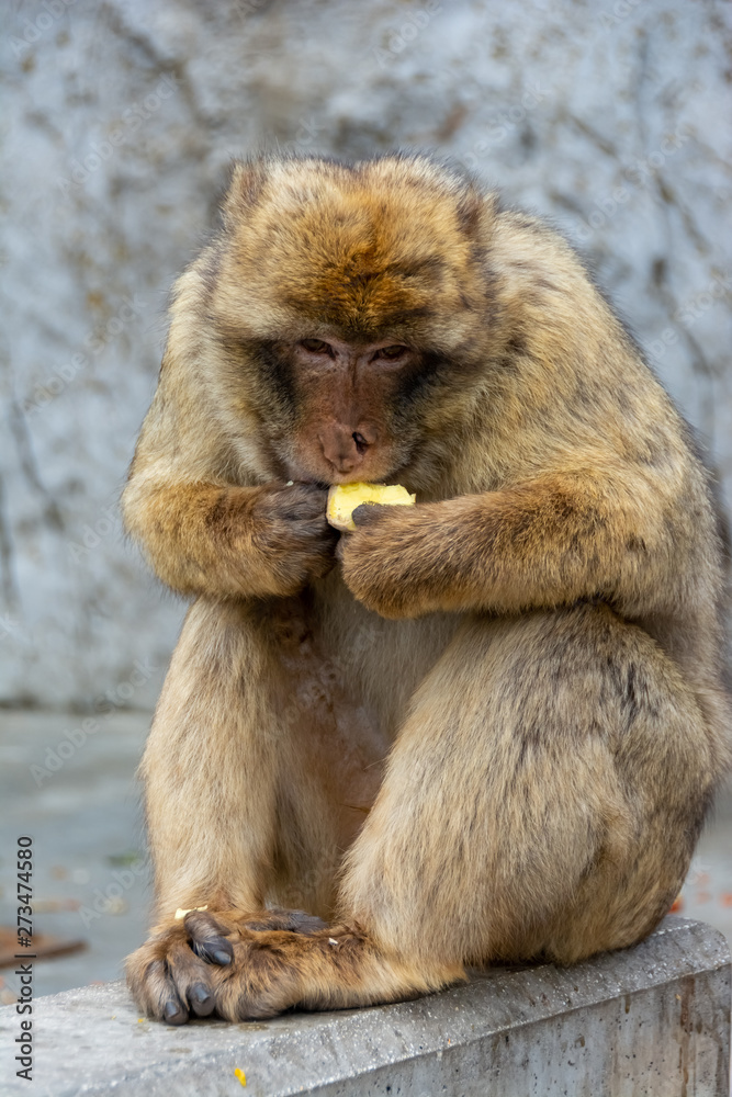 Singe de Gilbraltard Singe de Gilbraltard