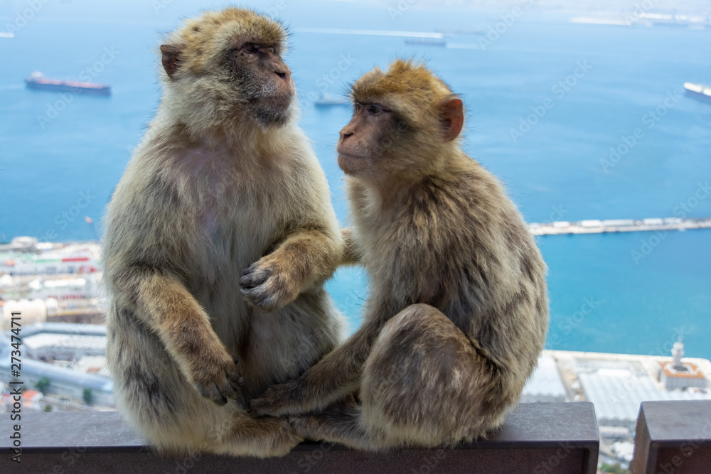 deux singes deux singes
