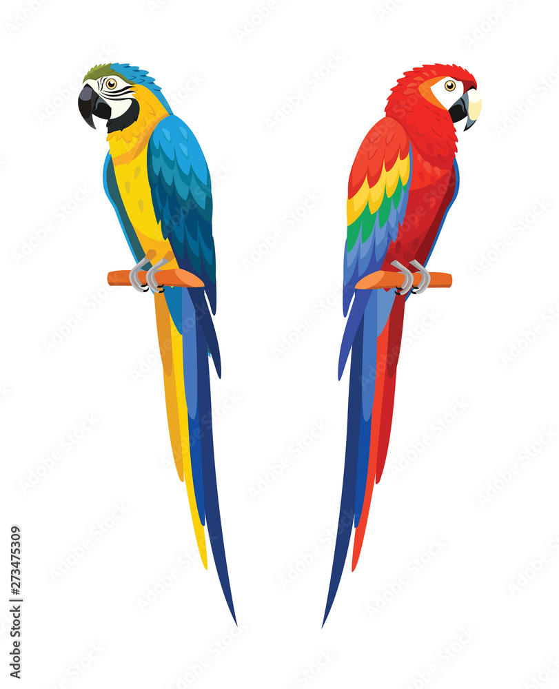 Parrots isolated on white background. Vector illustration.