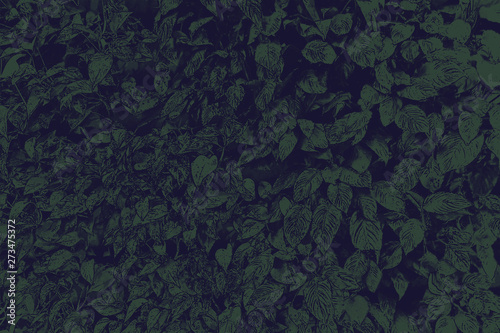 duotone image of green leaves