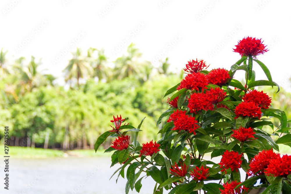 ixora - Red spike flower : Beautiful Red Spike Flora blooming