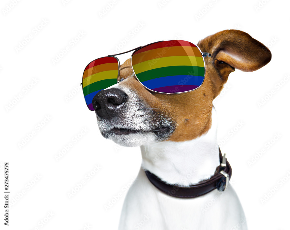 gay pride dog