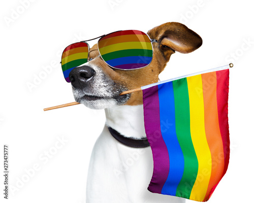 gay pride dog