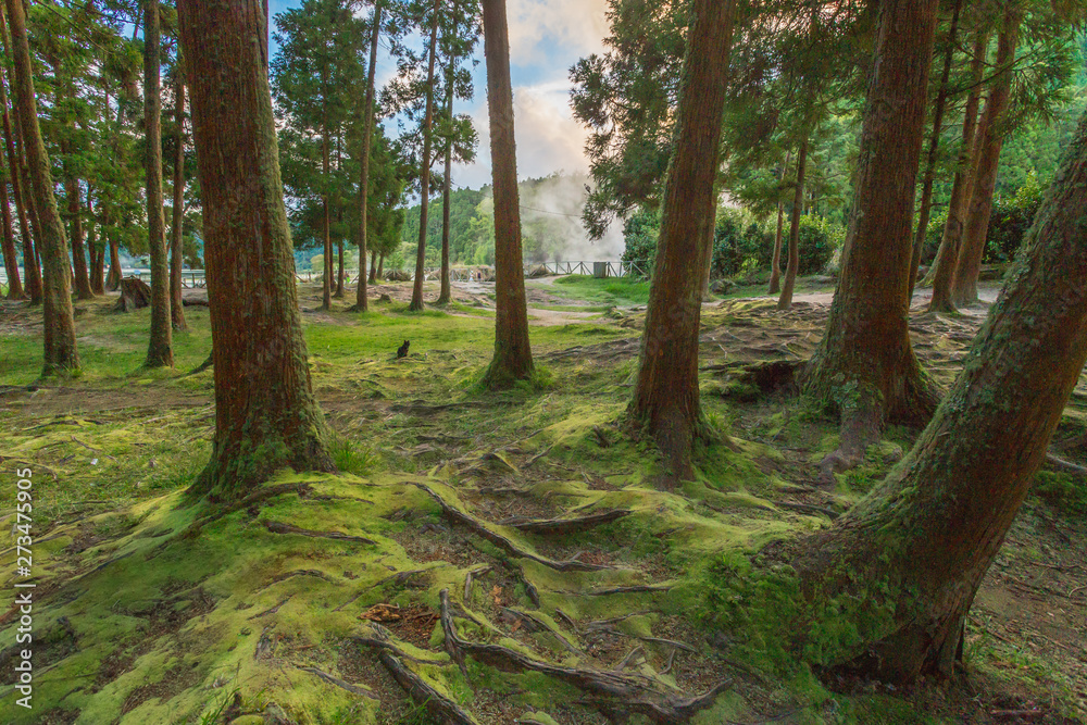 Fototapeta premium Portugal, Azores, Sao Miguel Island, Furnas, Lago das Furnas lake, lakeside caldeiras, volcanic activity