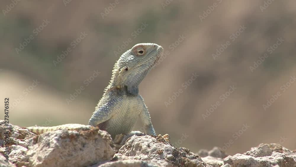 Kazakhstan. Plateau Ustyurt. Desert chameleon. Kazakhstan. Plateau Ustyurt. Desert chameleon.