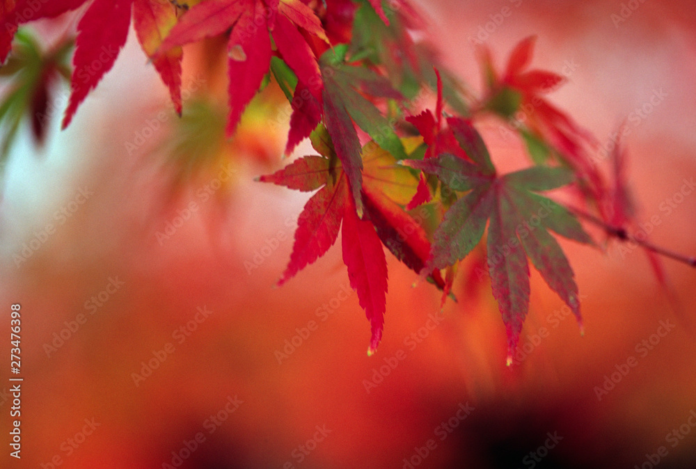 綺麗な赤色の紅葉 綺麗な赤色の紅葉