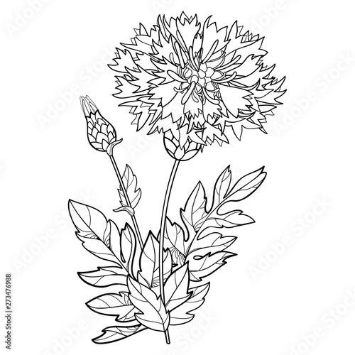 Stem of outline Centaurea dealbata or Persian cornflower or whitewash flower, bud and leaf in black isolated on white background.