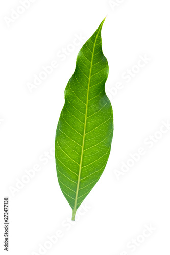 Isolated of green leaf collection on white background and clipping path.Image.