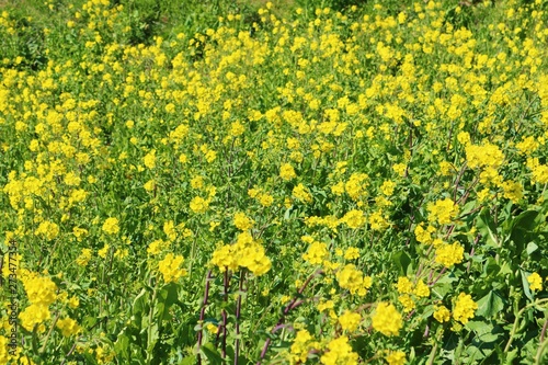 風景 春 菜の花 渡良瀬 栃木