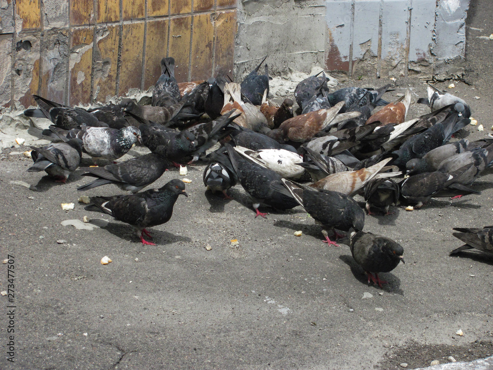 Obraz premium a flock of pigeons on the pavement pecks food