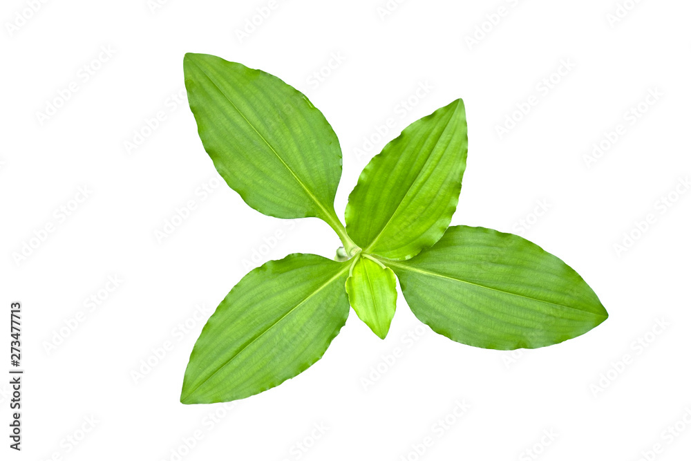 Isolated of green leaf collection on white background and clipping path.Image. Isolated of green leaf collection on white background and clipping path.Image.