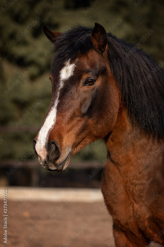 Fototapeta premium Portrait of a horse running forward