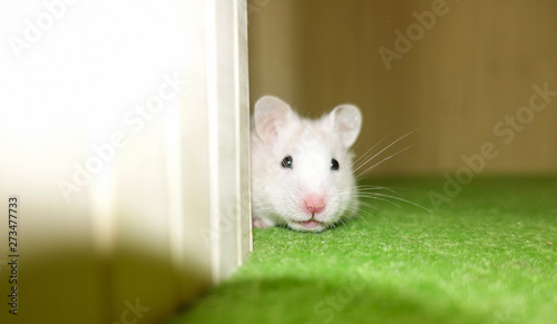 White Syrian Hamster