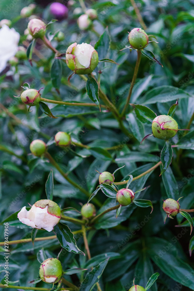 The whole bush is still not blooming white peony flowers in the midst of green leaves. The whole bush is still not blooming white peony flowers in the midst of green leaves.