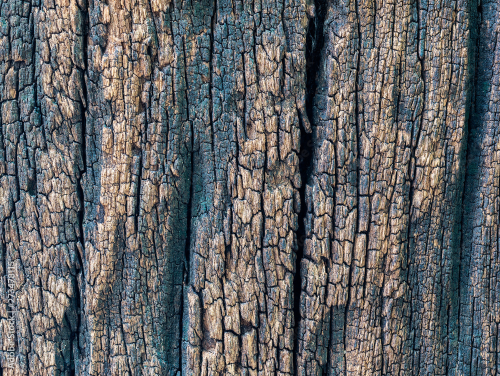 Fototapeta premium Closeup dried texture of dark brown bark.