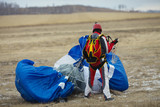 Skydiver collects the parachute canopy after landing on the field. Parachute jump.