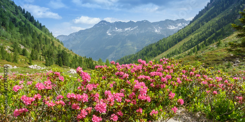 Panorama einer Berglandschaft mit bühenden Alpenrosen