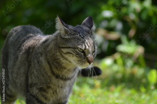 Katze im Garten