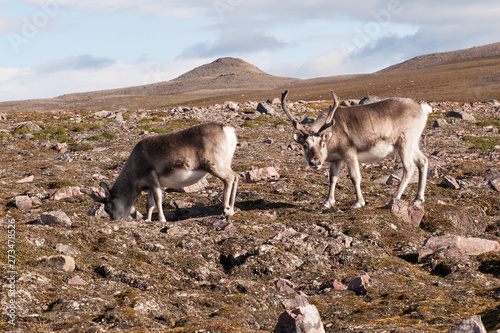  Grasende Rentiere in  sommerlicher Tundra  Spitzbergen