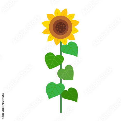 Sunflower isolated on white background