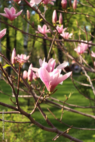 pink flower