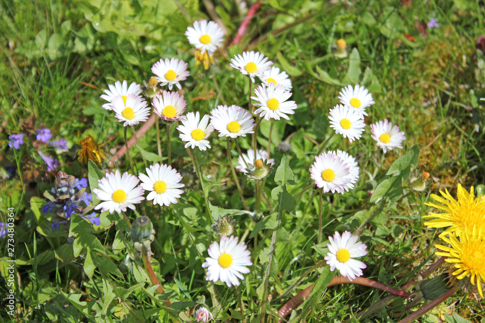 Meadow with daisies in summer