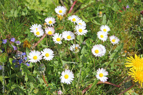 Meadow with daisies in summer