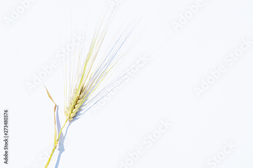Ears of wheat isolated on white background organic grain photo