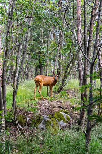 deer in the forest © Mattias